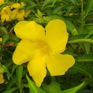 Allamanda Brown Bud Live Plant Set of 3 – 4-6