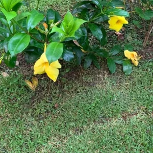 Allamanda Brown Bud Live Plant Set of 3 – 4-6