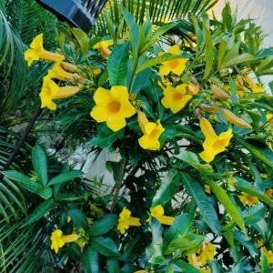 Allamanda Brown Bud Live Plant Set of 3 – 4-6" Tall – Tropical Yellow Trumpet Vine – Perennial - Image 1