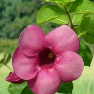 Allamanda 'Cherries Jubilee' Live Plant - Set of 3 Purple Trumpet Vine, 4-6" Tall - Image 2