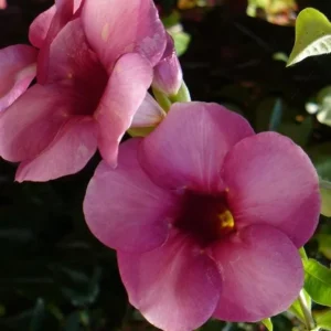 Allamanda 'Cherries Jubilee' Live Plant - Set of 3 Purple Trumpet Vine, 4-6