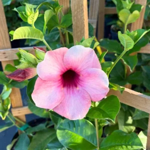 Allamanda 'Cherries Jubilee' Live Plant - Set of 3 Purple Trumpet Vine, 4-6