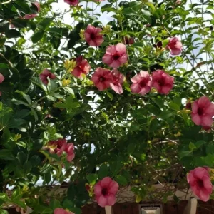 Allamanda 'Cherries Jubilee' Live Plant - Set of 3 Purple Trumpet Vine, 4-6