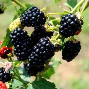 Arapaho Thornless Blackberry Live Plant - 4-6" Tall Fruit Shrub for Home Garden - Image 2