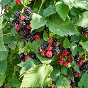Arapaho Thornless Blackberry Live Plant - 4-6
