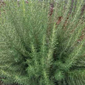 ARP Rosemary Live Plant - Set of 2, 2-5 inch Tall Culinary Herb, Cold Hardy Outdoor - Image 2