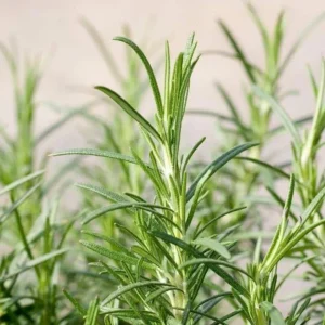 ARP Rosemary Live Plant - Set of 2, 2-5 inch Tall Culinary Herb, Cold Hardy Outdoor - Image 3