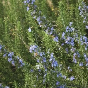 ARP Rosemary Live Plant - Set of 2, 2-5 inch Tall Culinary Herb, Cold Hardy Outdoor - Image 4