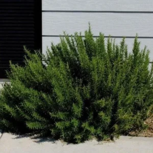 ARP Rosemary Live Plant - Set of 2, 2-5 inch Tall Culinary Herb, Cold Hardy Outdoor - Image 1