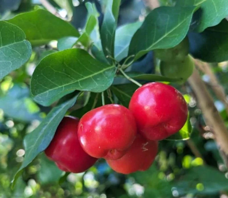 Barbados Cherry Live Plant - Acerola Fruit Tree Starter - 4-6" Tall - Healthy Root - Image 2
