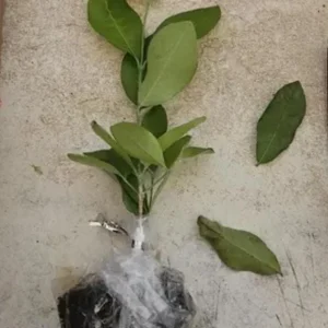 Barbados Cherry Live Plant - Acerola Fruit Tree Starter - 4-6