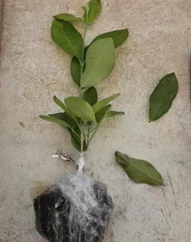 Barbados Cherry Live Plant - Acerola Fruit Tree Starter - 4-6" Tall - Healthy Root - Image 5