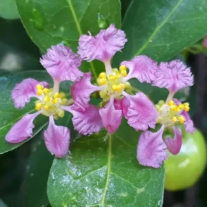 Barbados Cherry Live Plant - Acerola Fruit Tree Starter - 4-6