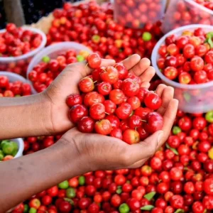 Barbados Cherry Live Plant (Malpighia emarginata) – Set of 2, 4-6