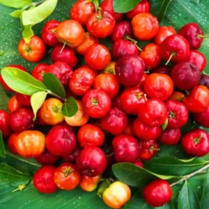Barbados Cherry Live Plant (Malpighia emarginata) – Set of 2, 4-6