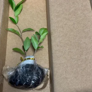 Barbados Cherry Live Plant (Malpighia emarginata) – Set of 2, 4-6