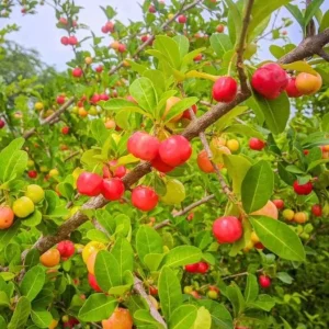 Barbados Cherry Live Plant (Malpighia emarginata) – Set of 2, 4-6" Tall – Edible Fruit Tree - Image 1