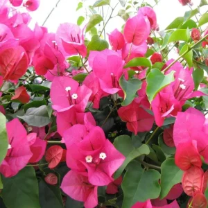 Barbara Karst Bougainvillea Live Plant - 3-Pack, 4-6" Tall Starter Vines, Red Flowering, Tropical Outdoor - Image 2