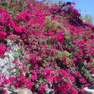 Barbara Karst Bougainvillea Live Plant - 3-Pack, 4-6