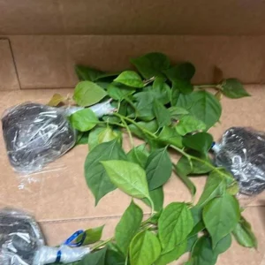 Barbara Karst Bougainvillea Live Plant - 3-Pack, 4-6