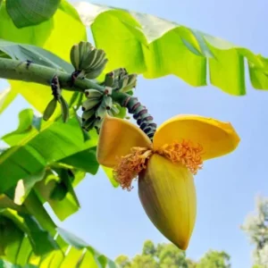 Basjoo Banana Live Plant – 4-6