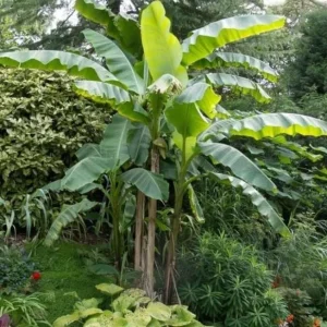 Basjoo Banana Live Plant – 4-6" Tall – Cold Hardy Japanese Fiber Tree – Ornamental & Edible Potential - Image 2