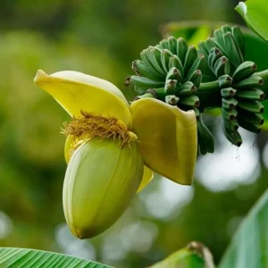 Basjoo Banana Live Plant – 4-6