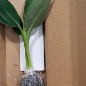 Basjoo Banana Live Plant – 4-6
