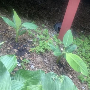 Basjoo Banana Live Plant – 4-6