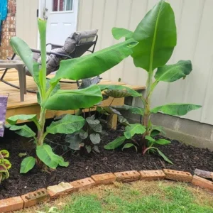 Basjoo Banana Live Plant – 4-6