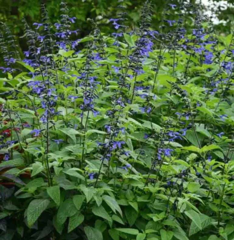 Black and Blue Salvia Live Plant (Salvia guaranitica) - Set of 2 Starter Plants, 4-6" Tall - Flowering Perennial - Outdoor - Image 10