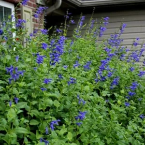 Black and Blue Salvia Live Plant (Salvia guaranitica) - Set of 2 Starter Plants, 4-6" Tall - Flowering Perennial - Outdoor - Image 1