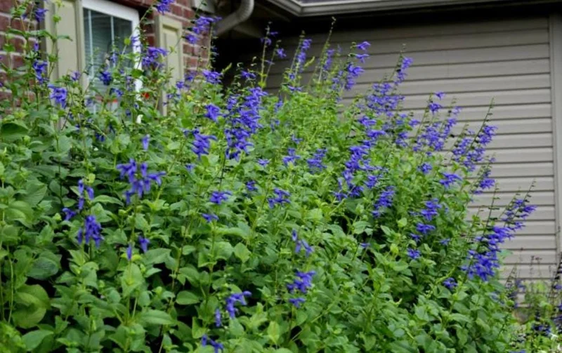 Black and Blue Salvia Live Plant (Salvia guaranitica) - Set of 2 Starter Plants, 4-6" Tall - Flowering Perennial - Outdoor - Image 1