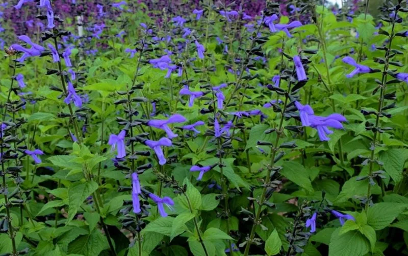 Black and Blue Salvia Live Plant (Salvia guaranitica) - Set of 2 Starter Plants, 4-6" Tall - Flowering Perennial - Outdoor - Image 2