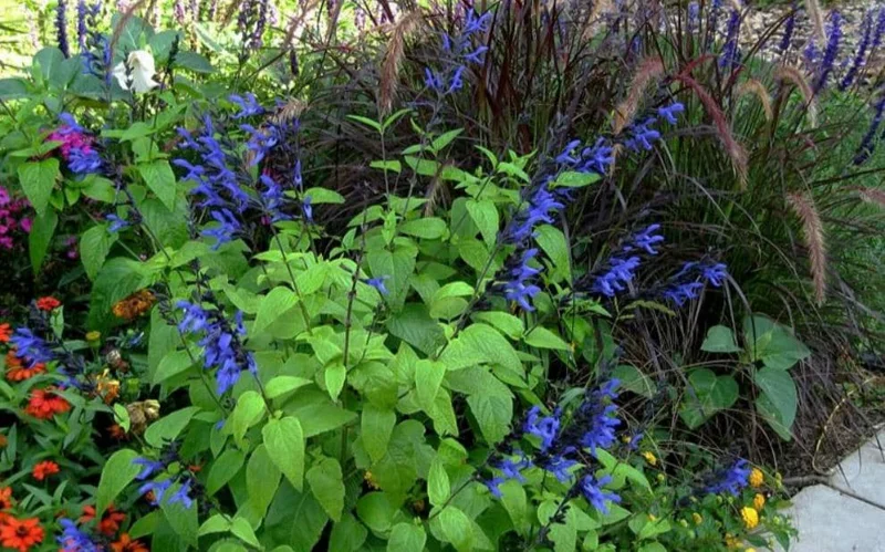Black and Blue Salvia Live Plant (Salvia guaranitica) - Set of 2 Starter Plants, 4-6" Tall - Flowering Perennial - Outdoor - Image 3