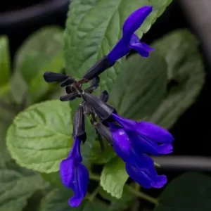 Black and Blue Salvia Live Plant (Salvia guaranitica) - Set of 2 Starter Plants, 4-6