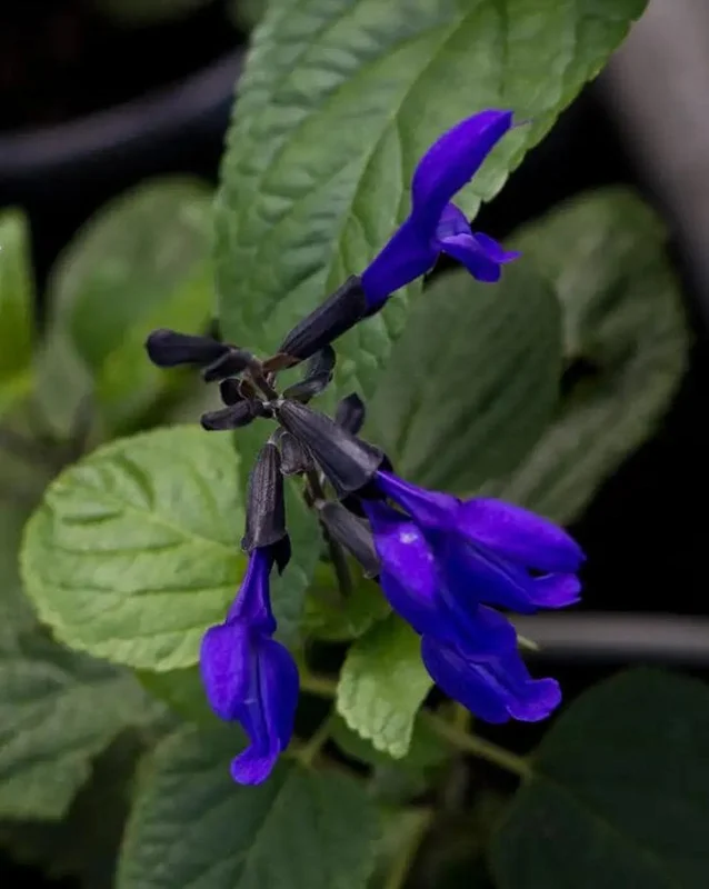 Black and Blue Salvia Live Plant (Salvia guaranitica) - Set of 2 Starter Plants, 4-6" Tall - Flowering Perennial - Outdoor - Image 4