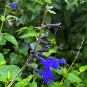 Black and Blue Salvia Live Plant (Salvia guaranitica) - Set of 2 Starter Plants, 4-6