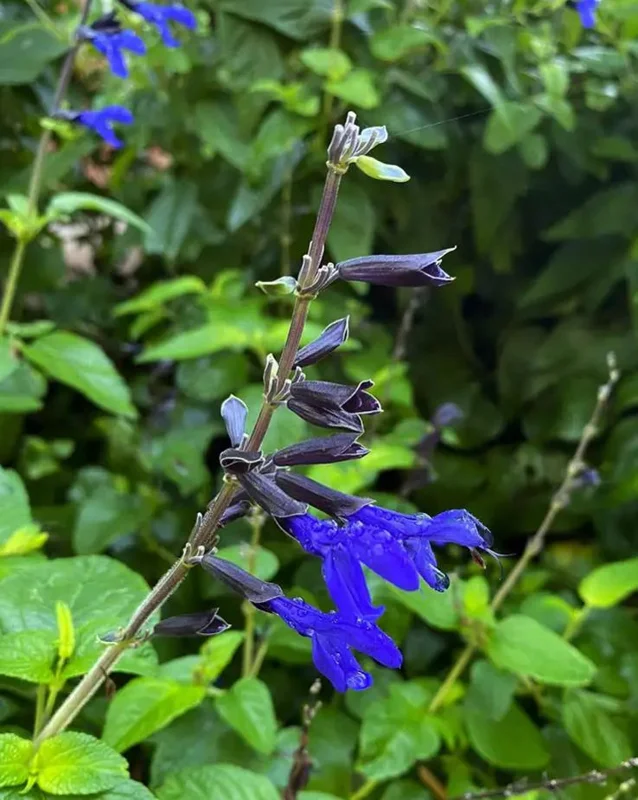 Black and Blue Salvia Live Plant (Salvia guaranitica) - Set of 2 Starter Plants, 4-6" Tall - Flowering Perennial - Outdoor - Image 5