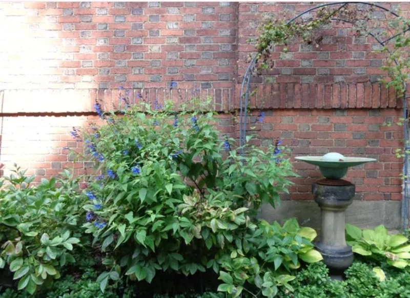 Black and Blue Salvia Live Plant (Salvia guaranitica) - Set of 2 Starter Plants, 4-6" Tall - Flowering Perennial - Outdoor - Image 6