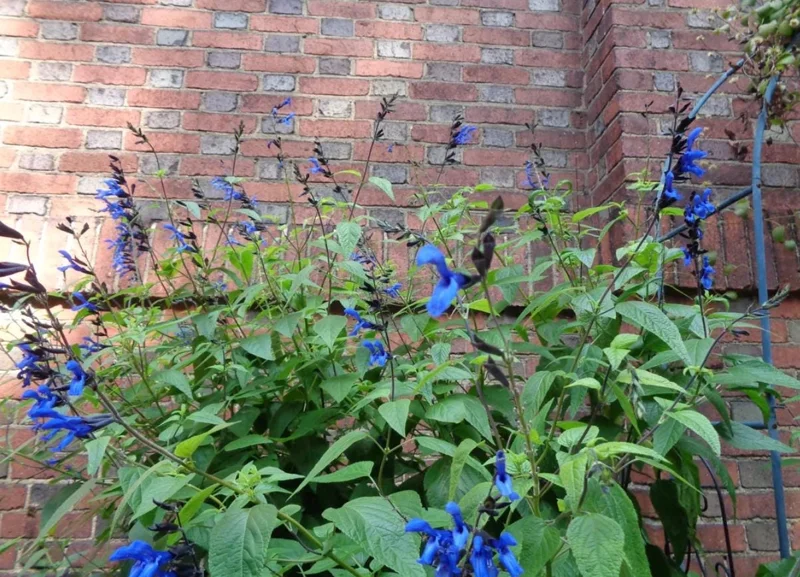 Black and Blue Salvia Live Plant (Salvia guaranitica) - Set of 2 Starter Plants, 4-6" Tall - Flowering Perennial - Outdoor - Image 7