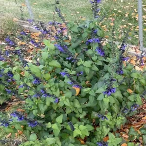 Black and Blue Salvia Live Plant (Salvia guaranitica) - Set of 2 Starter Plants, 4-6