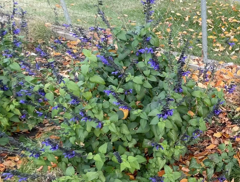 Black and Blue Salvia Live Plant (Salvia guaranitica) - Set of 2 Starter Plants, 4-6" Tall - Flowering Perennial - Outdoor - Image 8