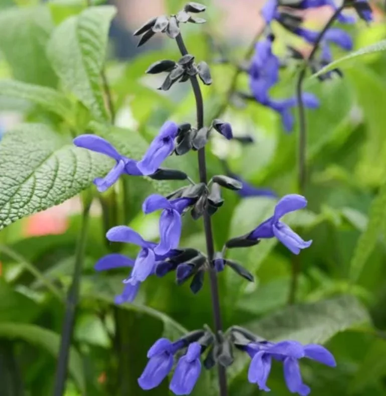 Black and Blue Salvia Live Plant (Salvia guaranitica) - Set of 2 Starter Plants, 4-6" Tall - Flowering Perennial - Outdoor - Image 9