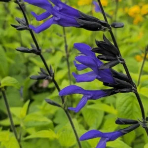 Black and Blue Salvia Live Plant – Set of 4 – 4-6" Tall – Flowering Perennial – Pollinator Friendly - Image 2