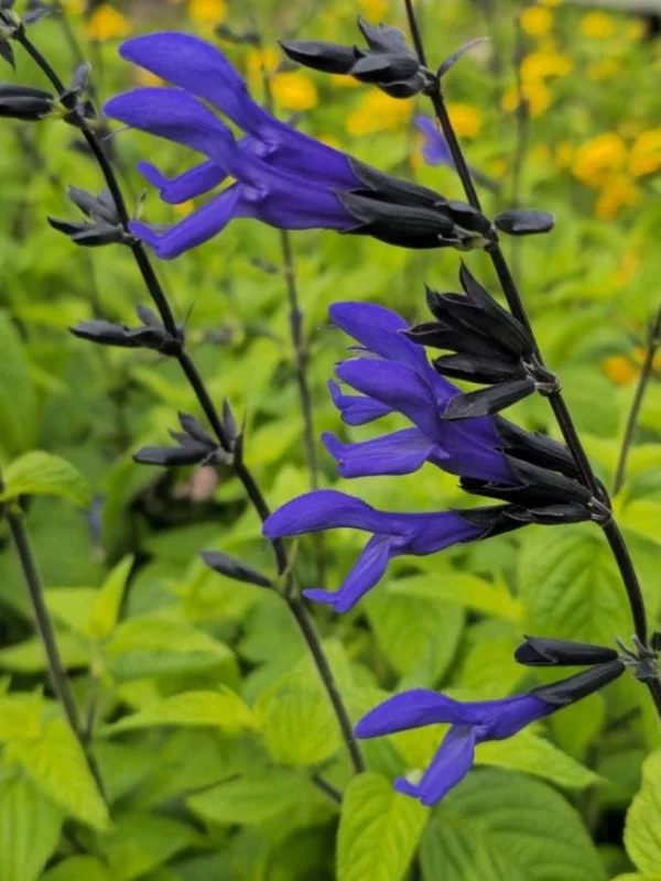 Black and Blue Salvia Live Plant – Set of 4 – 4-6" Tall – Flowering Perennial – Pollinator Friendly - Image 2