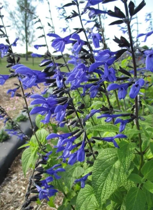 Black and Blue Salvia Live Plant – Set of 4 – 4-6" Tall – Flowering Perennial – Pollinator Friendly - Image 3