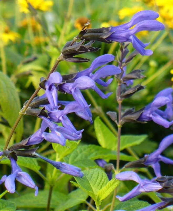 Black and Blue Salvia Live Plant – Set of 4 – 4-6" Tall – Flowering Perennial – Pollinator Friendly - Image 4