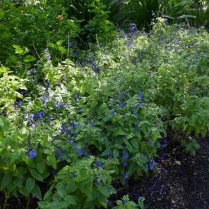 Black and Blue Salvia Live Plant – Set of 4 – 4-6