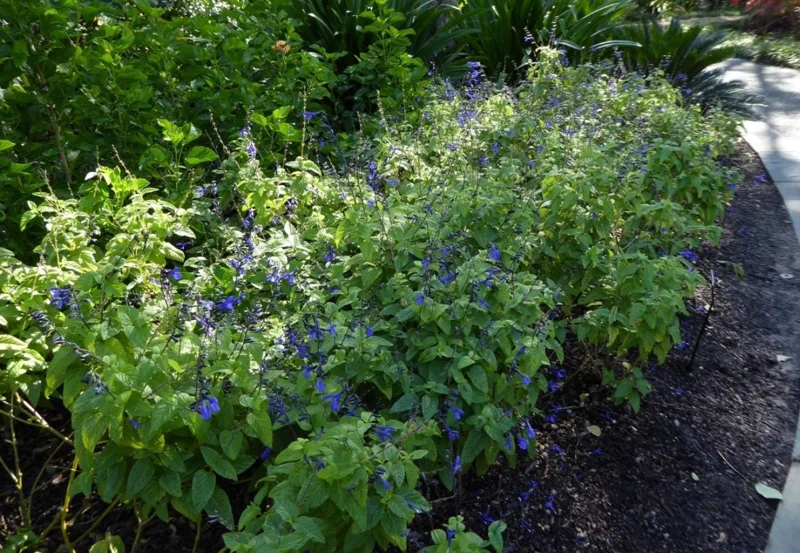 Black and Blue Salvia Live Plant – Set of 4 – 4-6" Tall – Flowering Perennial – Pollinator Friendly - Image 5